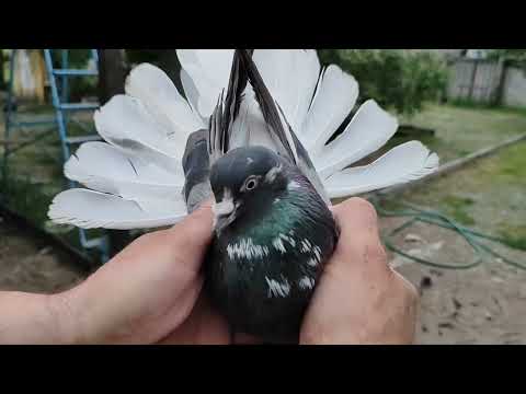 Видео: Последнее видео дома