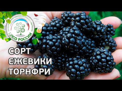 Видео: Сорт ежевики Торнфри. Ежевика Торнфри, описание и особенности сорта.