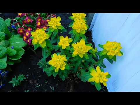 Видео: Красивые.редкие примулы в саду Галины.