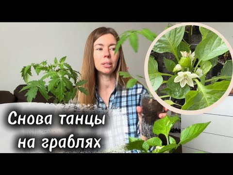 Видео: РАССАДА ПЕРЕРАСТАЕТ, а высаживать рано 🤦‍♀️ Снова на те же грабли