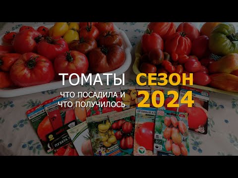 Видео: ТОМАТЫ СЕЗОН 2024/ЧТО САЖАЛА И ЧТО ИЗ ЭТОГО ПОЛУЧИЛОСЬ #Ленинградская область #садоводство