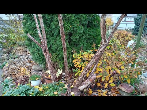 Видео: Ноябрь в моём саду и огороде/🍂🌿🍁Посадила лук, чеснок/Всё ещё красив мой сад/😍