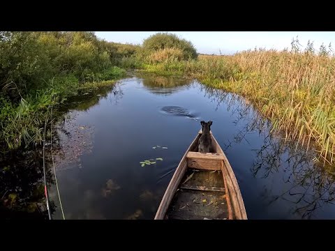 Видео: З барсіком за рибкою і грибами. Річка Стохід