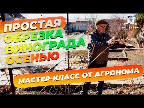 Видео: ОБРЕЗКА ВИНОГРАДА ОСЕНЬЮ | ФОРМИРОВАНИЕ ВИНОГРАДА | ПОДГОТОВКА ВИНОГРАДА К ЗИМЕ | ВИНОГРАД В СИБИРИ