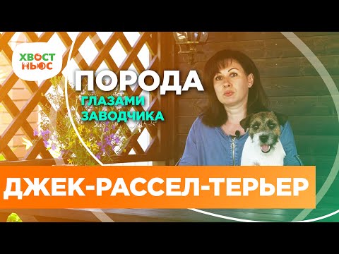 Видео: Интервью с заводчиком: порода джек-рассел-терьер