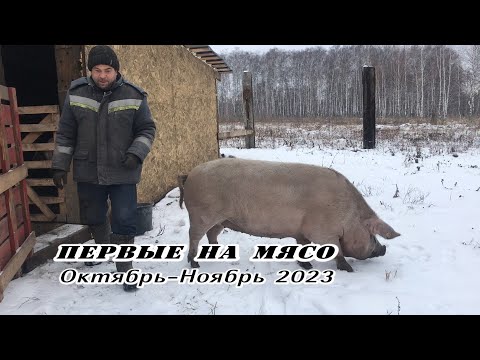 Видео: Первые на мясо. Октябрь-Ноябрь 2023