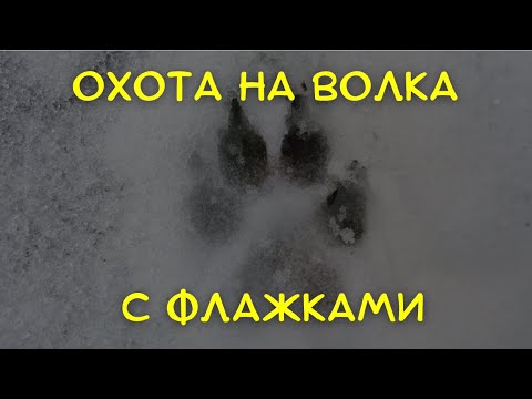 Видео: Охота на волка во флажках