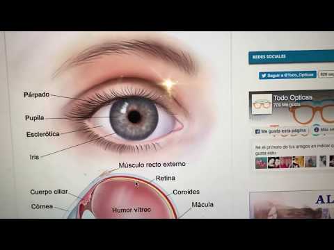 Видео: LASHROOM BCN/Основы моделирования II.СХЕМЫ. Наращивание ресниц