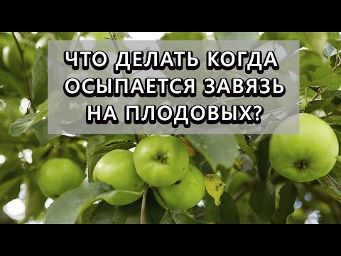 Видео: Опадает завязь на плодовых? Как это избежать - 100% результат!