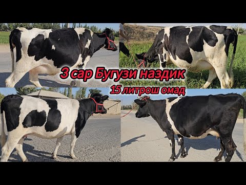 Видео: 3-СЕНТЯБР 3.САР МОЛХОИ БУГУЗИ НАЗДИК ЭЛИТА 15 ЛИТР ШИР 
