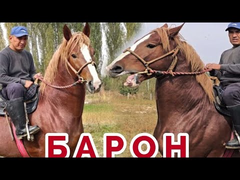 Видео: Барон Ноокатта🔥