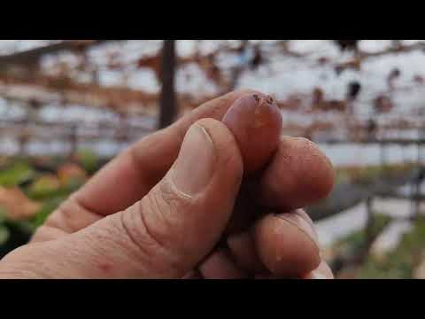 Видео: обрезка винограда в теплице. 19 января 2024.