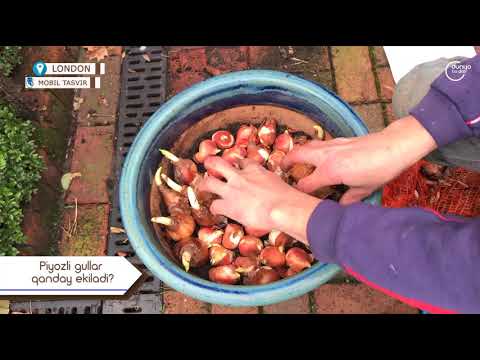 Видео: Лондонда пиёзли гуллар қандай экилади?