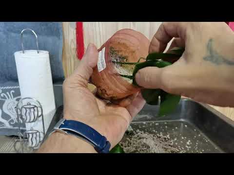Видео: Как размножается каламондин? 1часть.