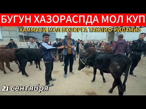 Видео: СУТДОР ОНА БОЛА ВА БОКИЛАДИГАН ХУКИЗ ВА ХУНОЖИН НАРХЛАРИ ХАЗОРАСП МОЛ БОЗОРИ 21 09 25г