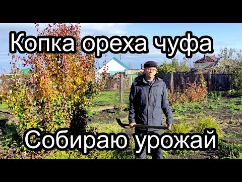 Видео: Копка ореха чуфа Собираю урожай