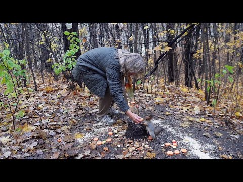 Видео: К Танюше пришёл бельчонок Ушастик