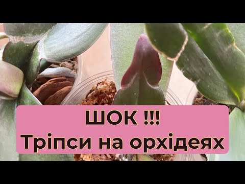 Видео: ШОК!!! Знову тріпси на орхідеях. Боротьба зі шкідником