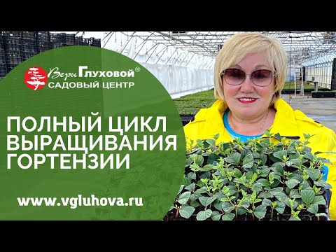 Видео: Полный цикл выращивания гортензии