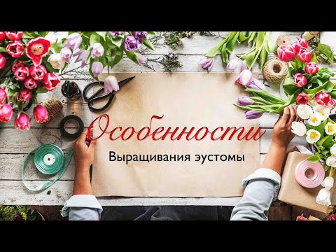 Видео: Особенности выращивания эустомы или лизиантуса. #эустома , #лизиантус. #цветение 