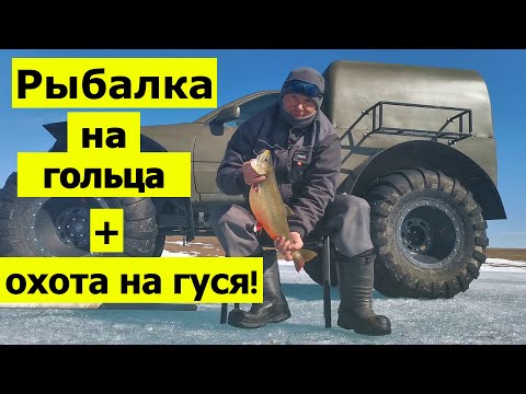 Видео: Охота на гуся, весенняя рыбалка на гольца!!!