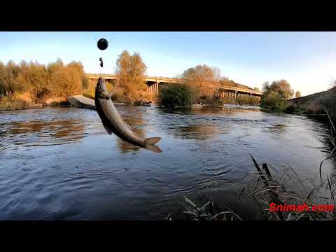 Видео: Намренване по струмски край село Мурсалево