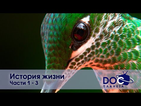 Видео: История жизни - Части 1-3  - Документальный фильм