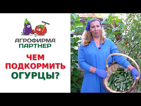 Видео: ЧЕМ ПОДКОРМИТЬ ОГУРЦЫ?