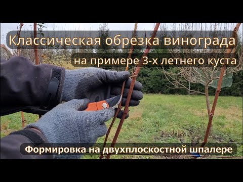 Видео: Классическая обрезка винограда на примере 3-х летнего куста.