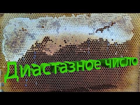 Видео: Профессор Кашковский: Что такое диастазное число?