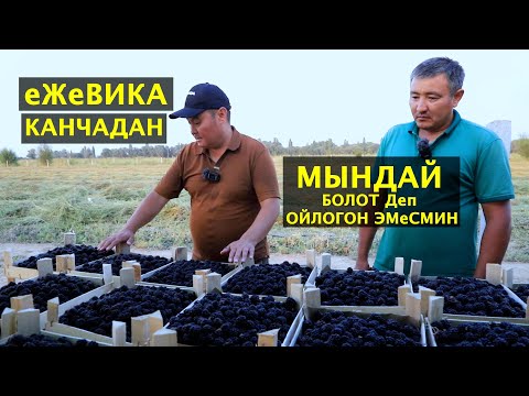 Видео: Эрте бышкан ежевика кымбат болуптур/ Сокулуктан жакшы маалымат/ Сбыт маселеси кандай чечилип жатат?