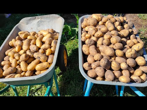 Видео: Убираем урожай,картошки нет!Ведро с куста!