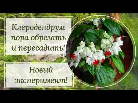 Видео: Обрезка и пересадка клеродендрума! Тестирую 2 грунта- Лечуза и Оазисчуза! 😉