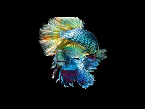 Видео: Аквариум для начинающих  Ответы на часто задаваемые вопросы
