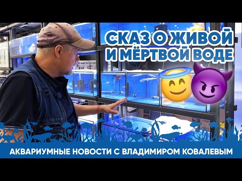 Видео: Аквариумные новости с Владимиром Ковалевым (12.04.2024). Сказ о живой и мёртвой воде 👼 😈