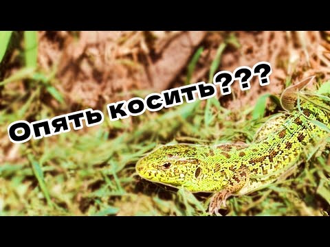 Видео: Купили заброшенный дом! Опять косить?, деревенские будни