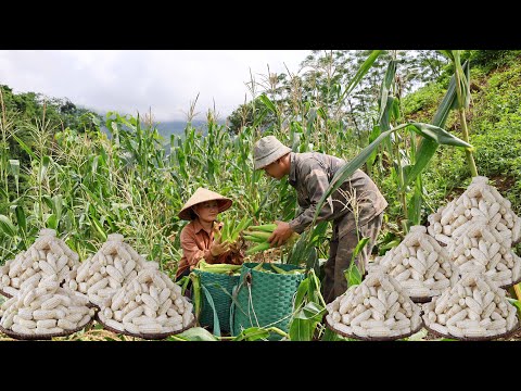 Видео: Сбор липкой кукурузы после шторма | Кормление скота и наслаждение вареной кукурузой