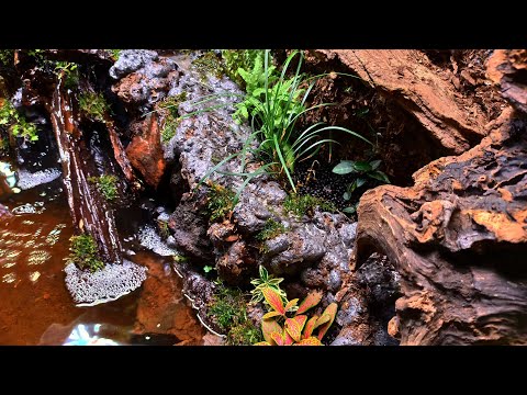 Видео: Палюдариум с водопадом 120*45*45. Осторожно! Длинное видео😁