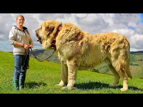 Видео: Невероятные Породы Собак, Которые Появились Недавно