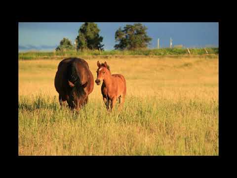 Видео: На полето