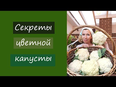 Видео: Секреты цветной капусты