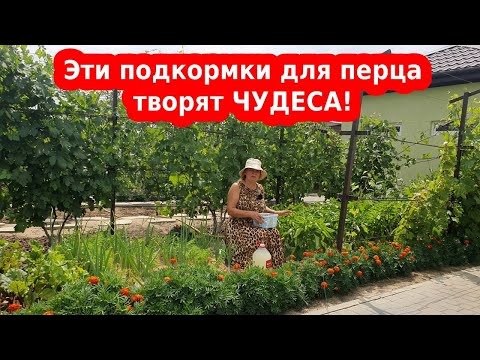 Видео: Чем подкормить перец в течение сезона для налива плодов и урожая