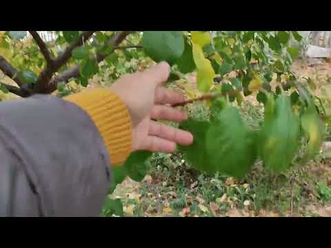 Видео: Не боюсь делать обрезку сливы.