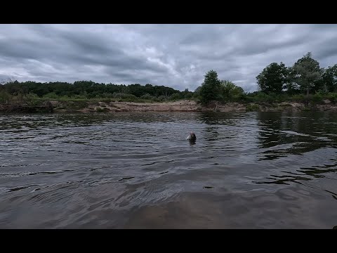 Видео: Фидерная рыбалка на ДЕСНЕ ,в поисках леща.