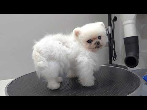 Видео: 3 дня ухода за собакой! Руди и Понки выглядят великолепно?