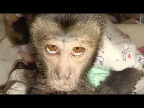 Видео: Две сестрички, Ульяна и Милана #capuchin #animals #monkey #pets #zoo #cute #обезьяна #животные #cute