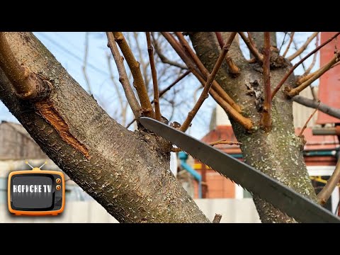 Видео: Дерево обросло вовчками, як його обрізати?!