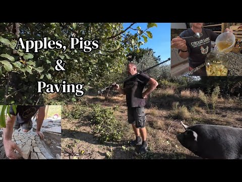 Видео: Португальская калькада, посадка личи и обрезка с помощью свиней - 277
