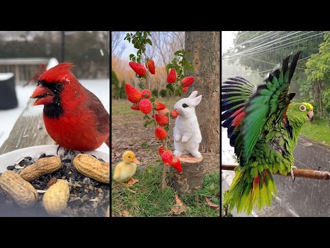 Видео: Cute and funny ANIMALS.🐯 And Some Just Interesting Moments.🐷Videos🔶 Сompilation # 1🔶