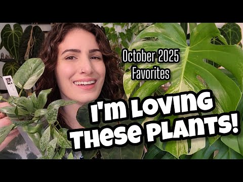 Видео: 5 растений, которые мне понравились в октябре 2025 года! 🌿 Хойя, антуриум, сциндапсус и другие!